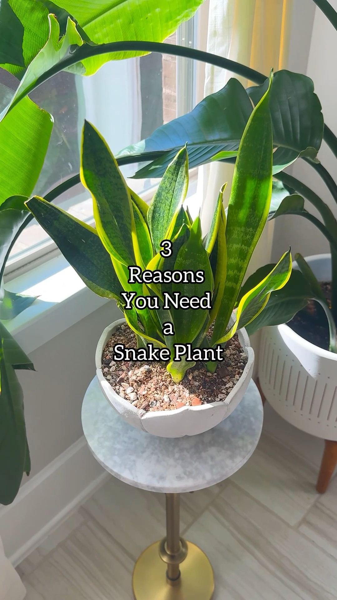 3 reasons I love snake plants:
• They purify the air and release oxygen at night—perfect for bedrooms 😴
• Super low maintenance (I water about once a month)
• They tolerate low light but grow even better with more light

I’m repotting this one into a chunky @solsoils succulent gritty mix to keep drainage on point and roots happy 🌱

Easy plant. Less stress. More green.

#snakeplant #houseplantcare #easyhouseplants #lowmaintenanceplants #indoorplants

snake plant care | easy houseplants | low light plants | beginner houseplants | bedroom plants

#LTKdayinmylife #LTKHome #LTKOver40