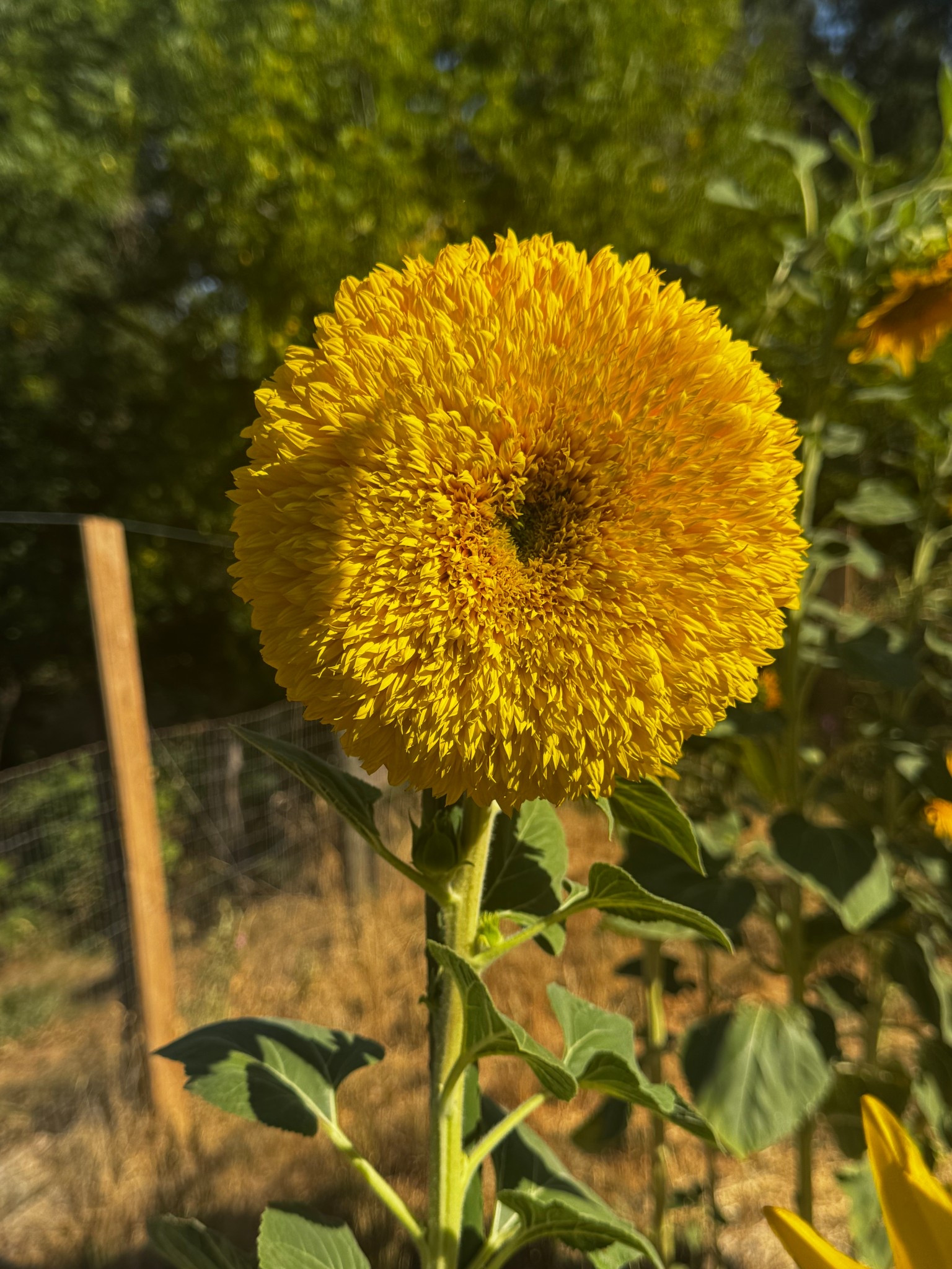 Grew this beautiful teddy bear sunflower. Will be a staple in my garden from now on! #garden #nature #organic 