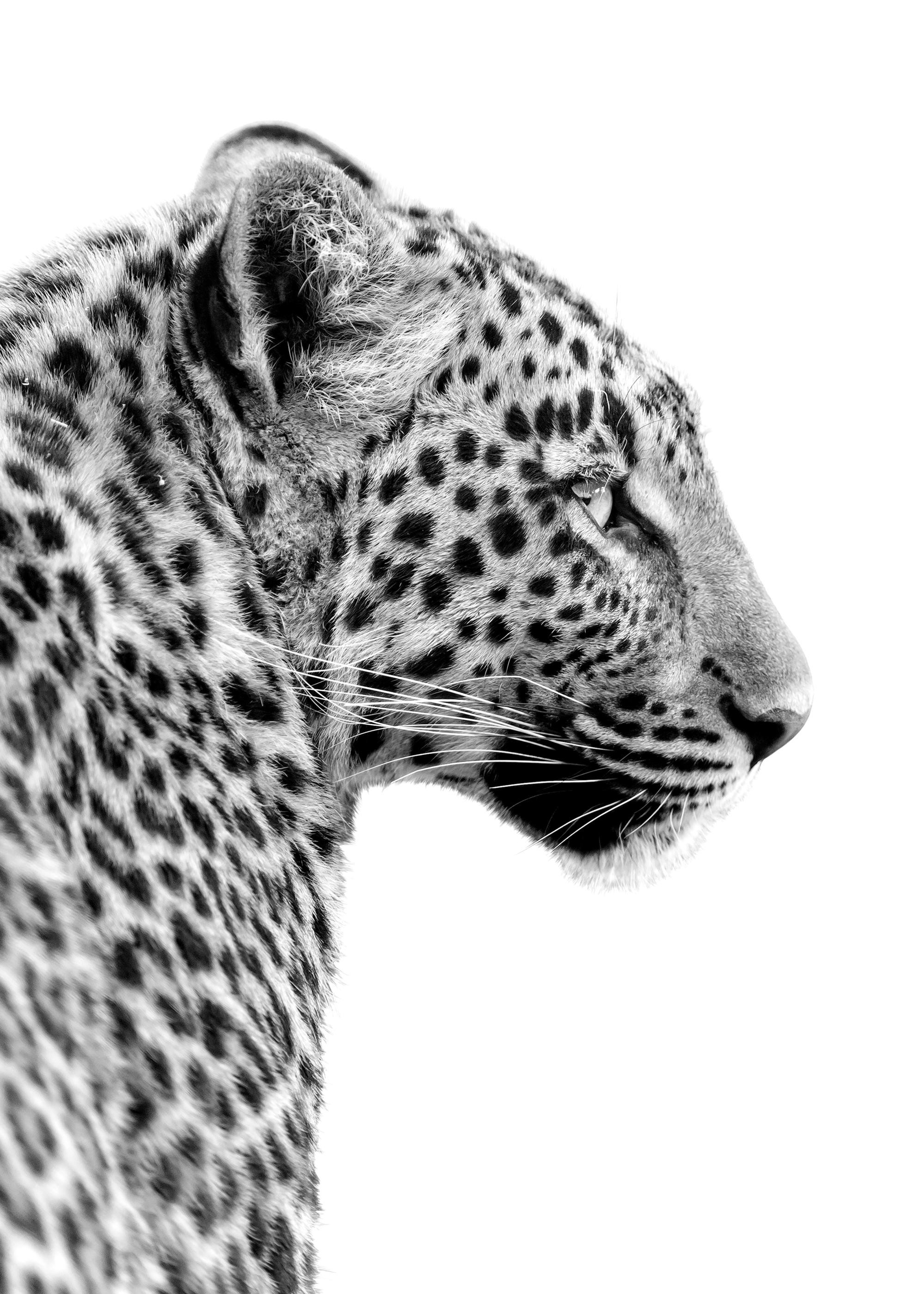 Leopard Profile Print | Desenio