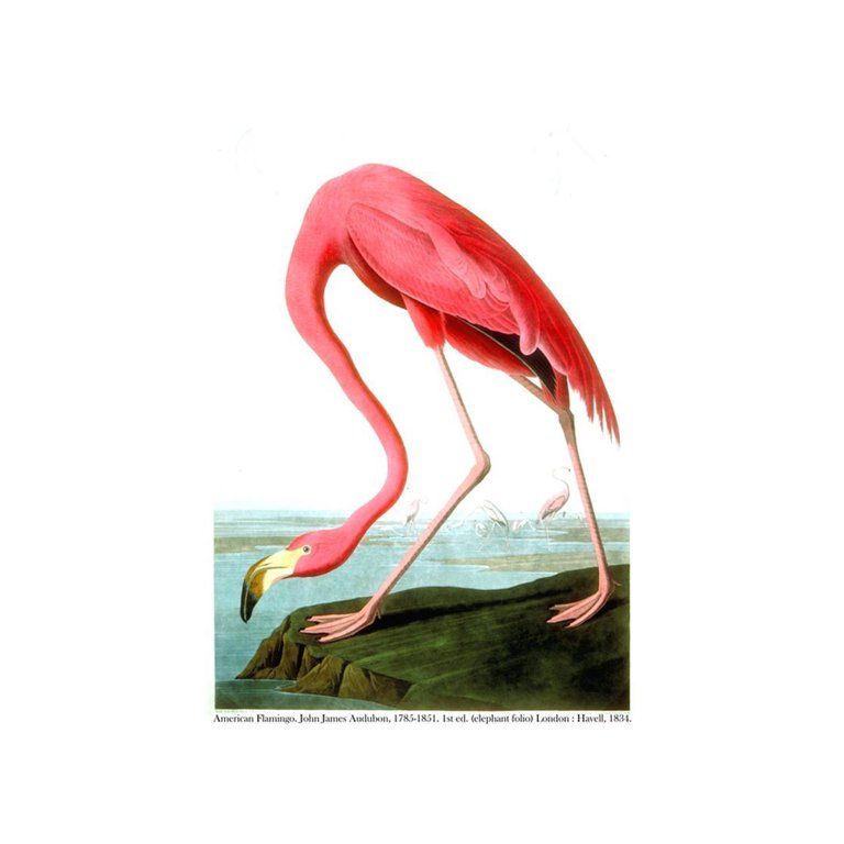 American Flamingo, 1834 Traditional Bird Animal Art Print Wall Art By John James Audubon | Walmart (US)