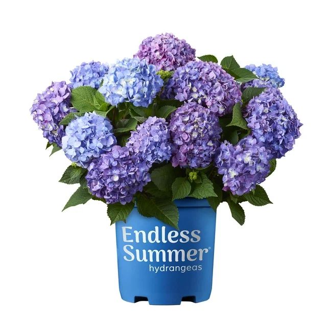 Endless Summer 1G Bloomstruck Hydrangea Live Shrub Grower Pot Shade | Walmart (US)