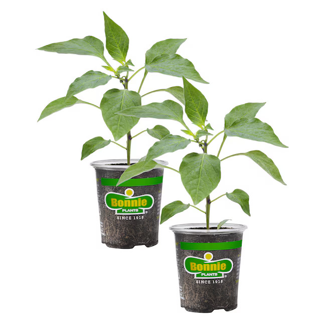 Bonnie Plants Sweet Green Bell Pepper (2PK) Plant in Pot | Lowe's