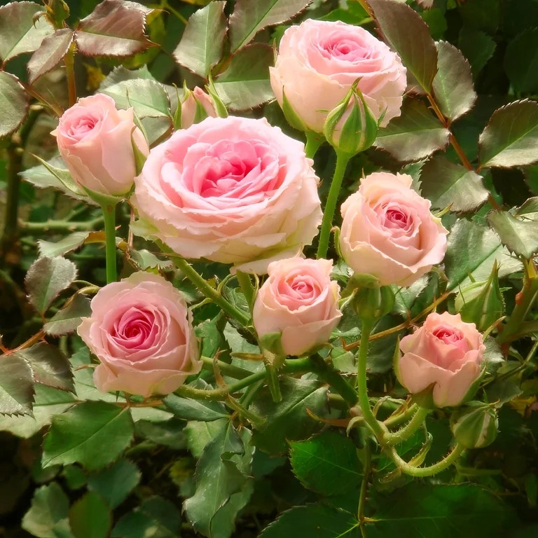 National Plant Network Live Shrub 4" Mini Rose 'Cupcake' (3-Pack) with Full Sunlight | Walmart (US)