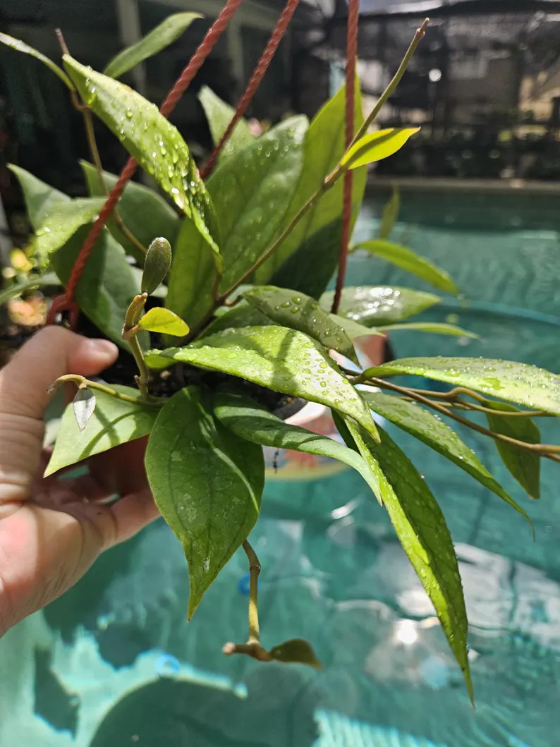6" hoya Jennifer | Etsy (Global)
