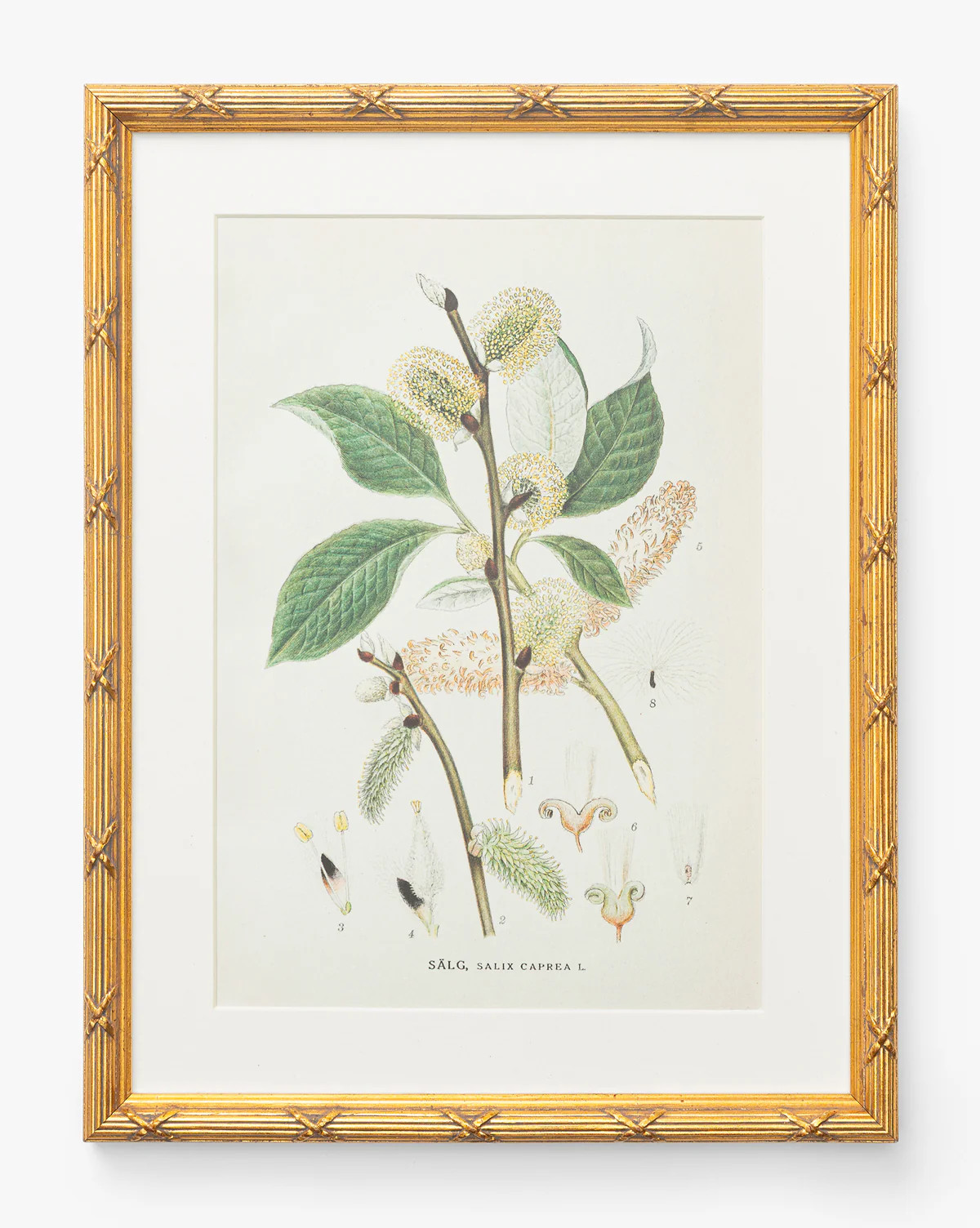 Botanical Study No. 3 | McGee & Co. (US)