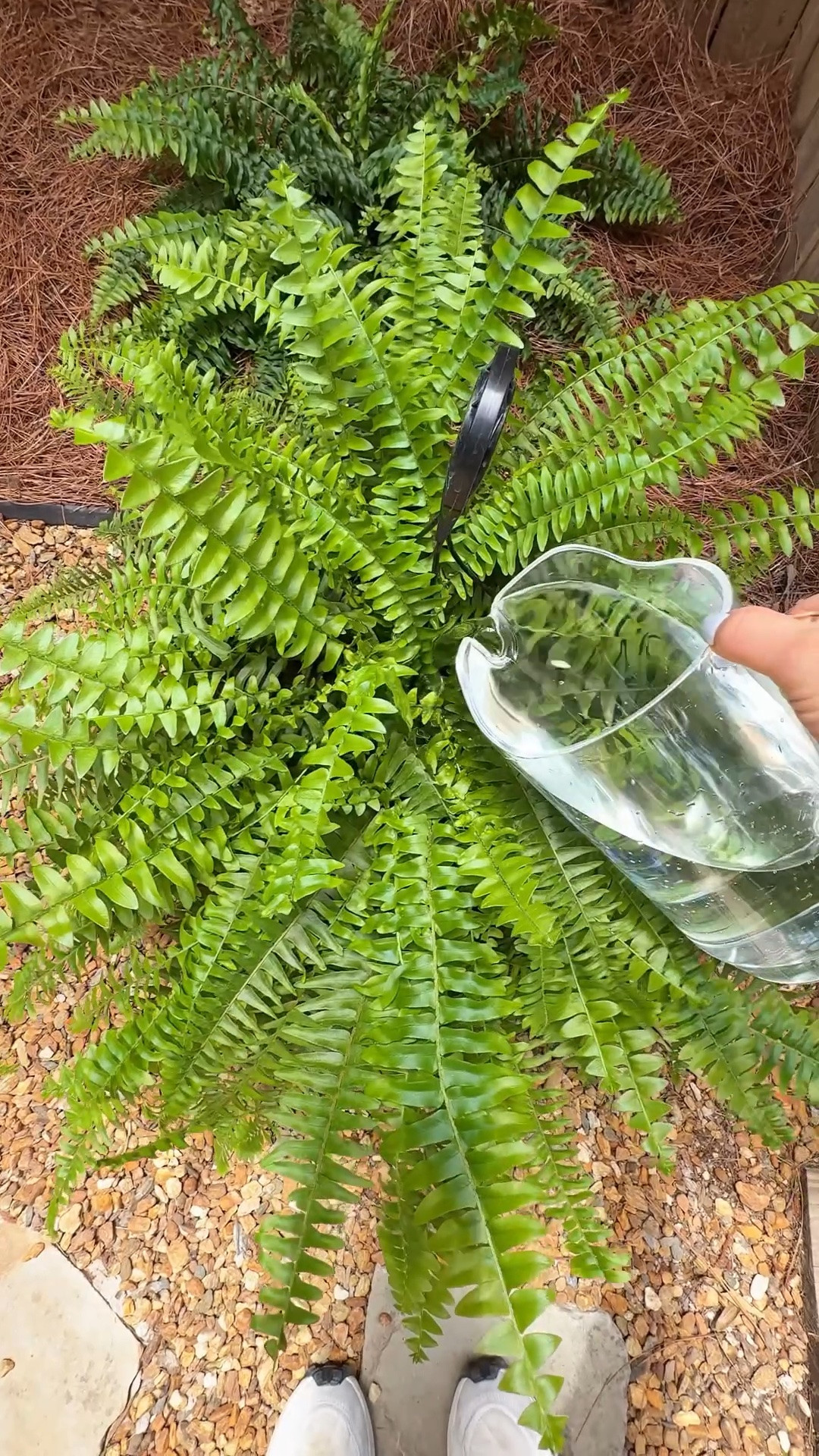 If your ferns keep turning brown and crispy… do this instead.

I keep my Boston and Kimberly Queen ferns staying lush and green with bright shade, an initial application of a slow release fertilizer, consistent watering and a monthly Epsom salt mix — 1 tablespoon per gallon of water. Trim brown fronds regularly and don’t let them fully dry out during summer heat. 🌿

.

.
Boston fern care, Kimberly Queen fern tips, porch plants, shade plants, fern watering tips, Epsom salt for ferns, outdoor fern care, lush porch plants, cottage porch decor, pet friendly plants, summer porch styling

#LTKSeasonal #LTKHome #LTKmomlife