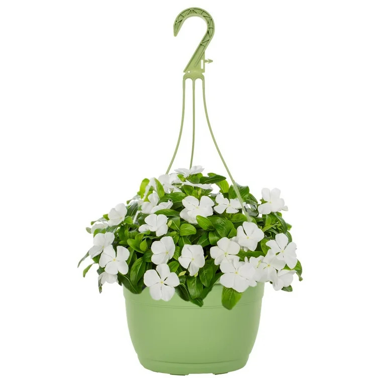 Expert Gardener 1.5G White Trailing Vinca Live Plants with Hanging Basket | Walmart (US)