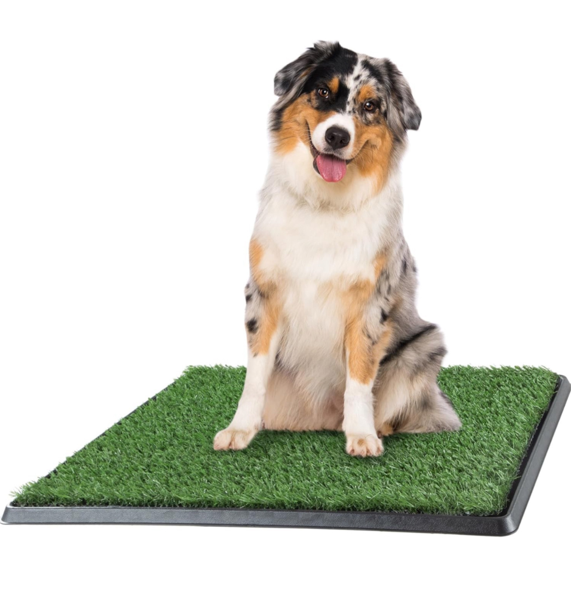 Potty pad tray 

#LTKhome #LTKfindsunder50 #LTKfamily