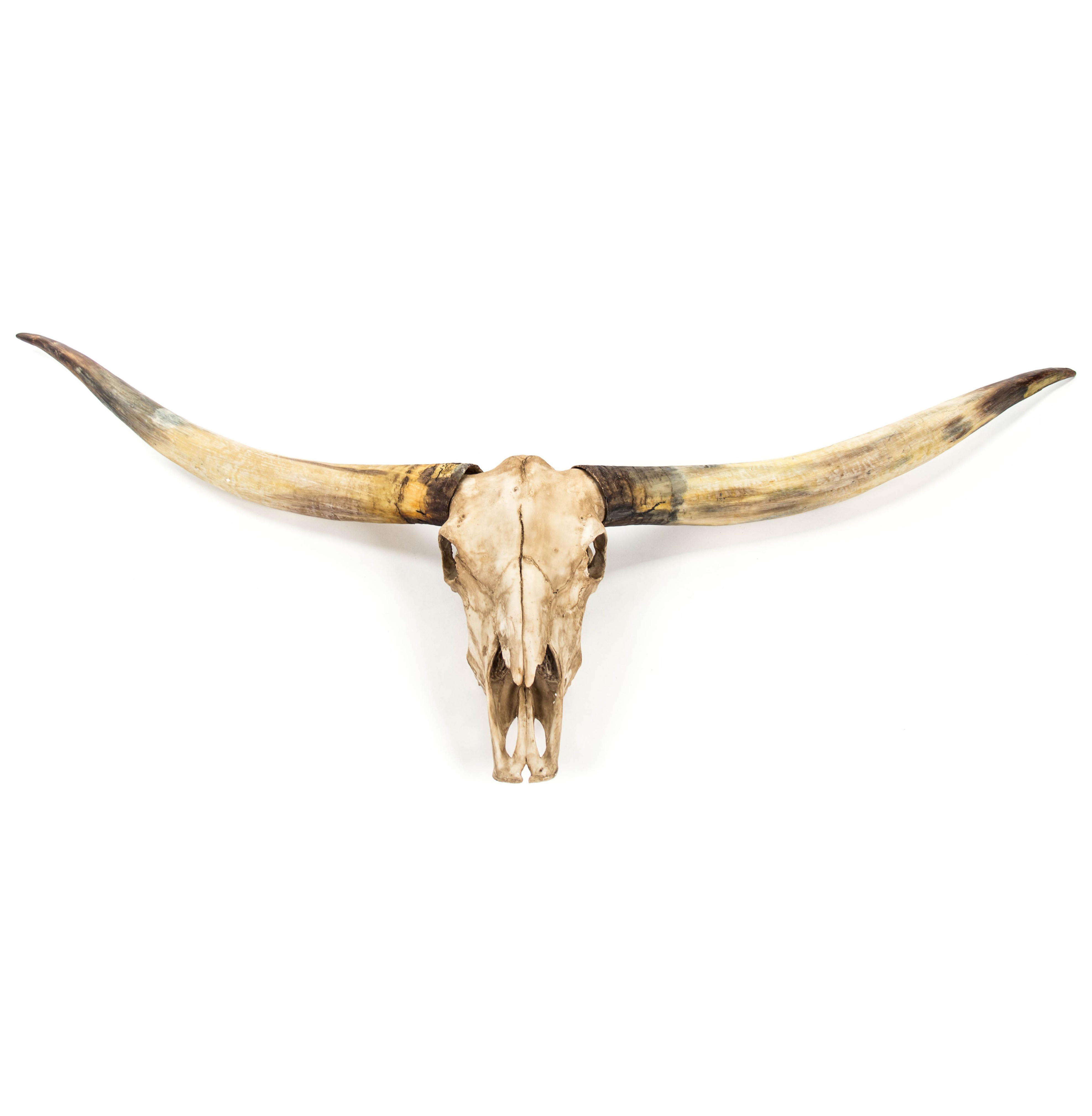 Texas Longhorn Steer Skull Rustic Lodge Reproduction Wall Mount Sculpture | Kathy Kuo Home