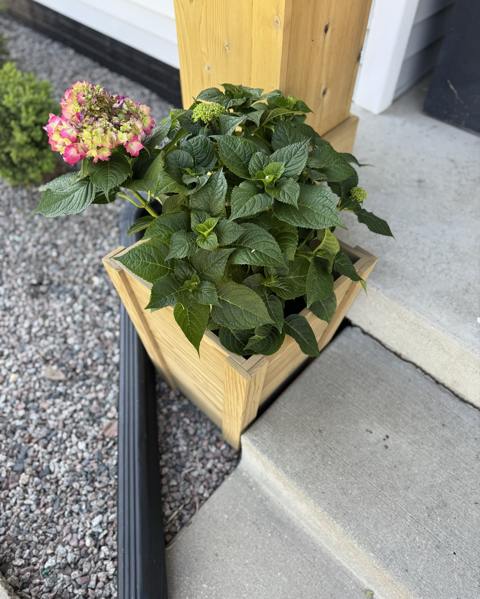 These Walmart planters are back in stock for the season and I swear they elevate the look of your home! 

#LTKSaleAlert #LTKSeasonal #LTKMothersDay