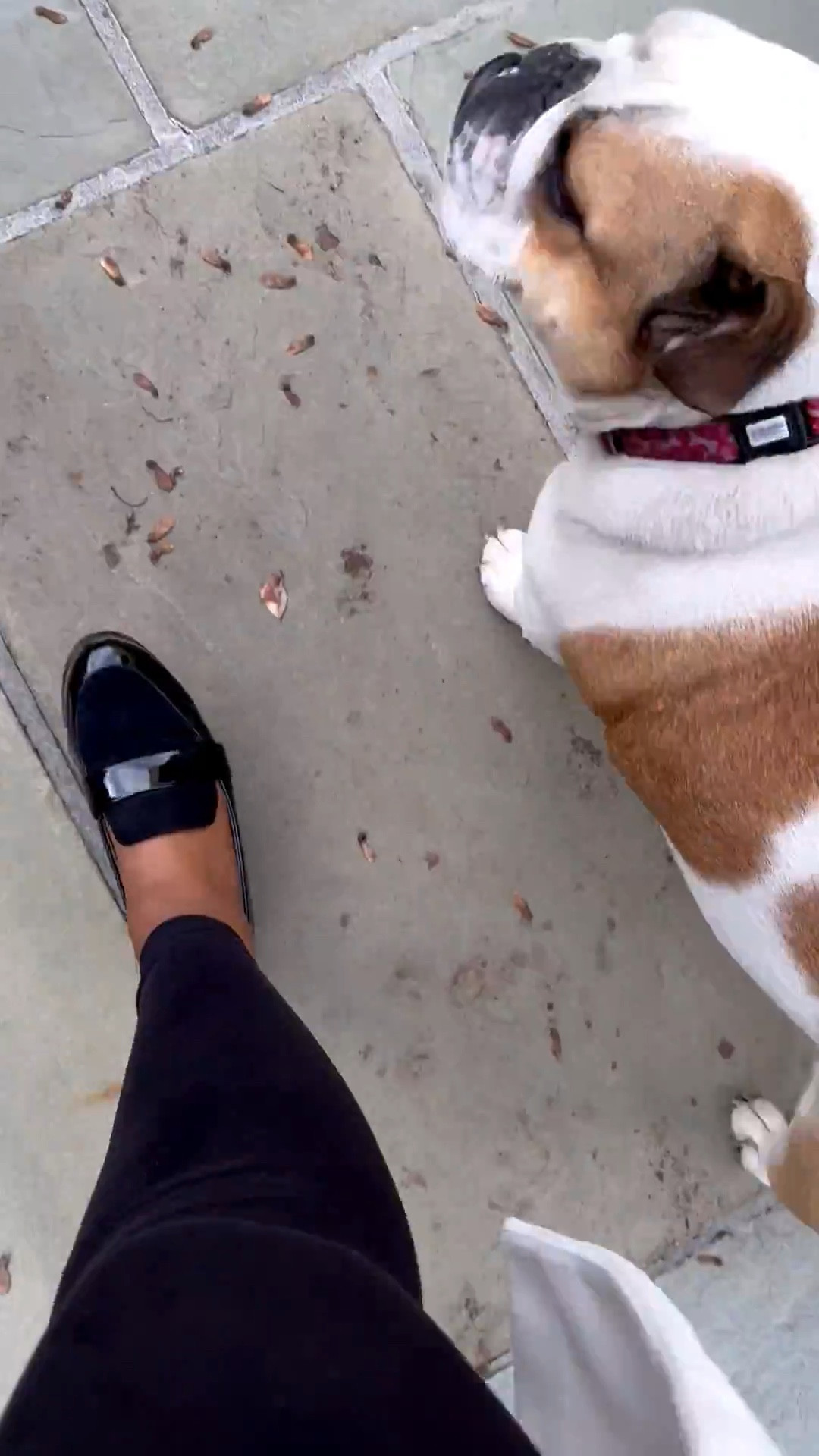 SecretsofYve: I love all my loafers! Linking these ones and a couple more. 
Pick some as gifts. 🎁 @nordstrom @amazon 
#Secretsofyve #ltkgiftguide
Always humbled & thankful to have you here.. New posts daily at 3pm & 4:15pm EST. 
CEO: PATESI Global & PATESIfoundation.org
@secretsofyve : where beautiful meets practical, comfy meets style, affordable meets glam with a splash of splurge every now and then. I do LOVE a good sale and combining codes! #ltkstyletip #ltksalealert #ltkfamily #ltku #ltkfindsunder100 #ltkfindsunder50 #ltkover40 #ltkpetite #ltkplussize #ltkmidsize #ltktravel #ltkparties #ltkholiday #ltkbump #ltktall #ltkwatchnow secretsofyve 

#LTKShoeCrush #LTKSeasonal #LTKWorkwear