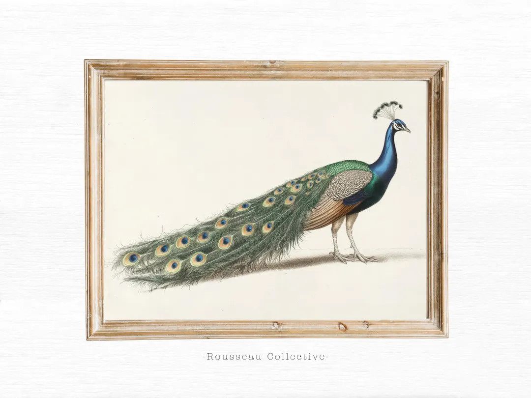 Vintage Peacock Print: Botanical Animal Sketch for Farmhouse Wall Art - Etsy | Etsy (US)