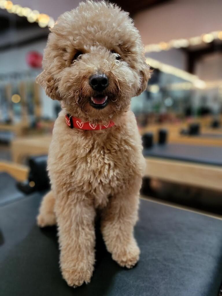 For Furry Friends: Heart Pet Collar That Gives Back | House of Shan