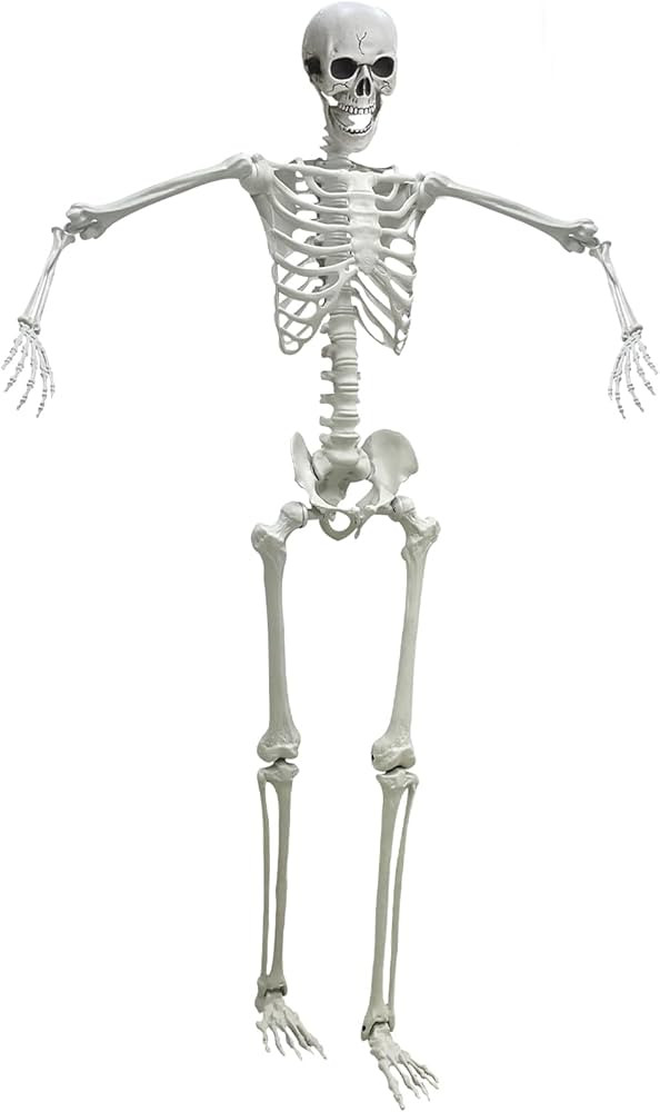 165cm Halloween Life Size Human Skeleton with Movable Joints for Halloween Props Decorations (Whi... | Amazon (CA)
