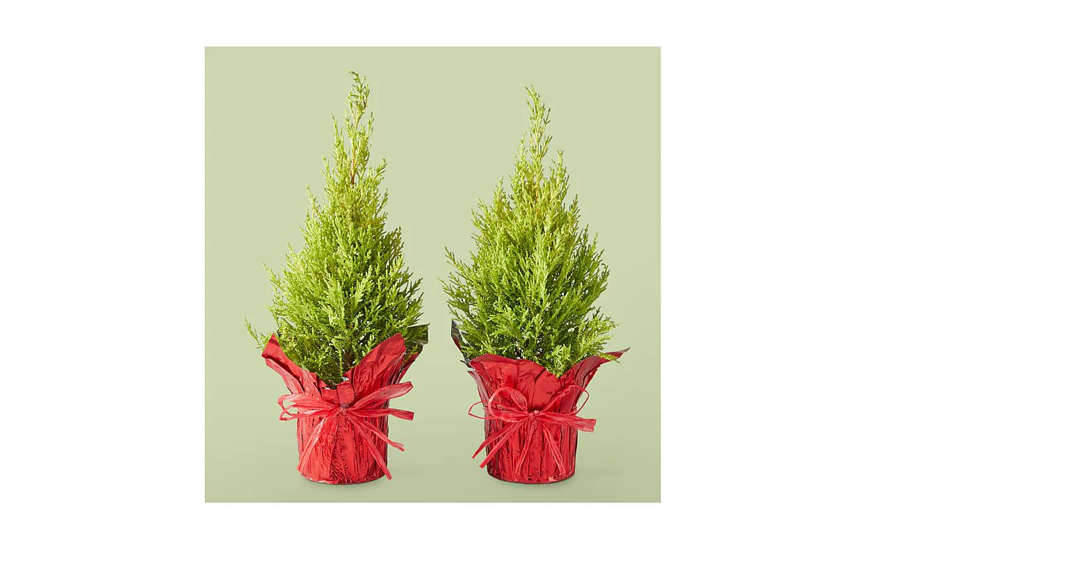 Lemon Cypress Topiary Duo | ProFlowers / ProPlants