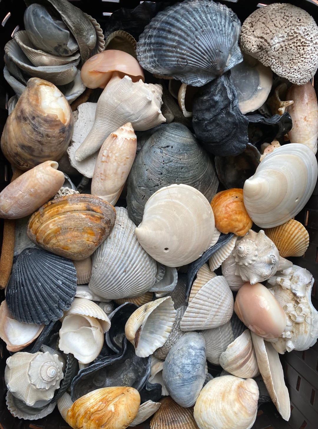 Medium-Large Size Natural Seashell Variety Lot for Crafting, Decorating or DIY | Etsy (US)