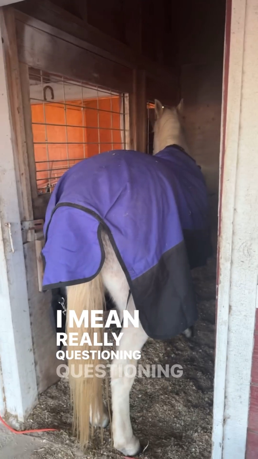 Two horses, one stall… 🫠✨😆

#LTKFamily #LTKWatchNow