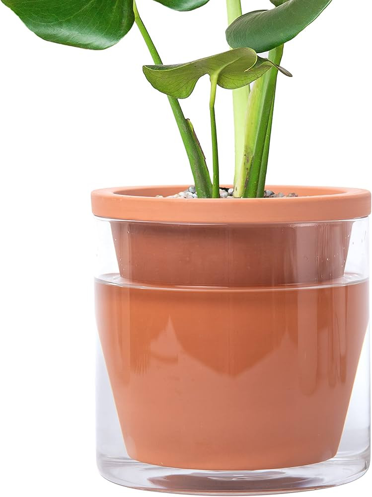 D'vine Dev 6 Inch Design Self Watering Pot for Indoor Plants, Terracotta Planter with Cylinder Gl... | Amazon (US)