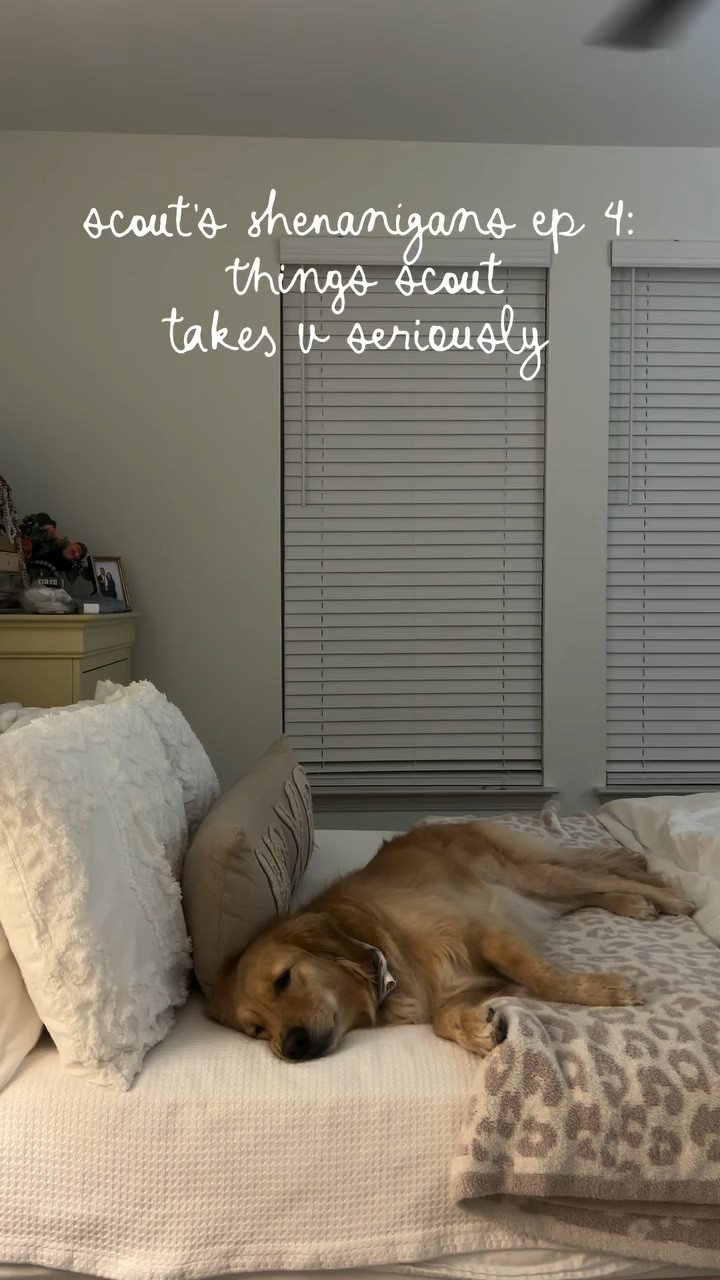 // scout has her priorities in order 🐾 scout’s shenanigans ep 4 🤍 @staygoldscoutie //