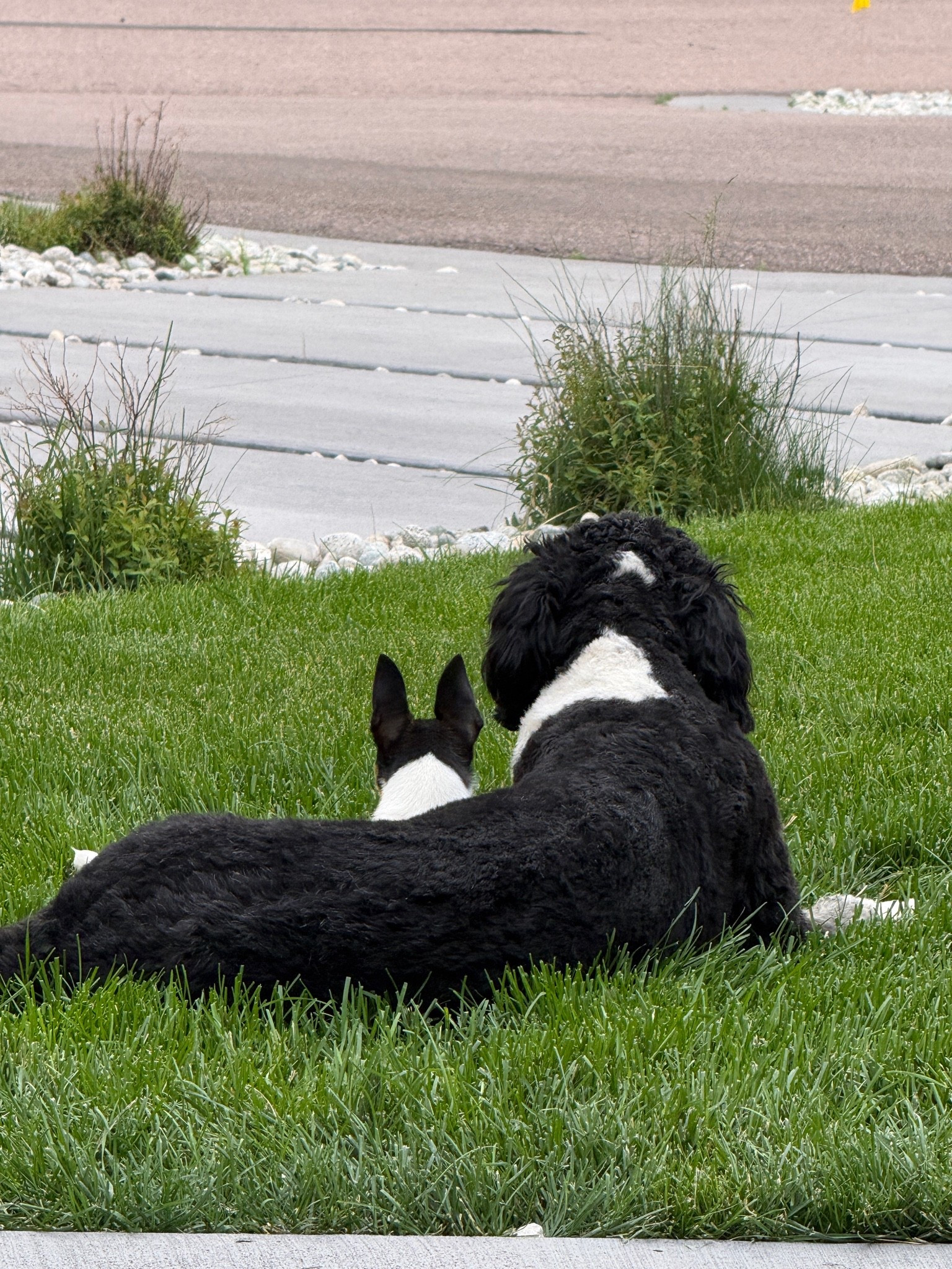 Two best friends. These pups are so funny together!

#LTKmomlife #LTKHome #LTKSeasonal