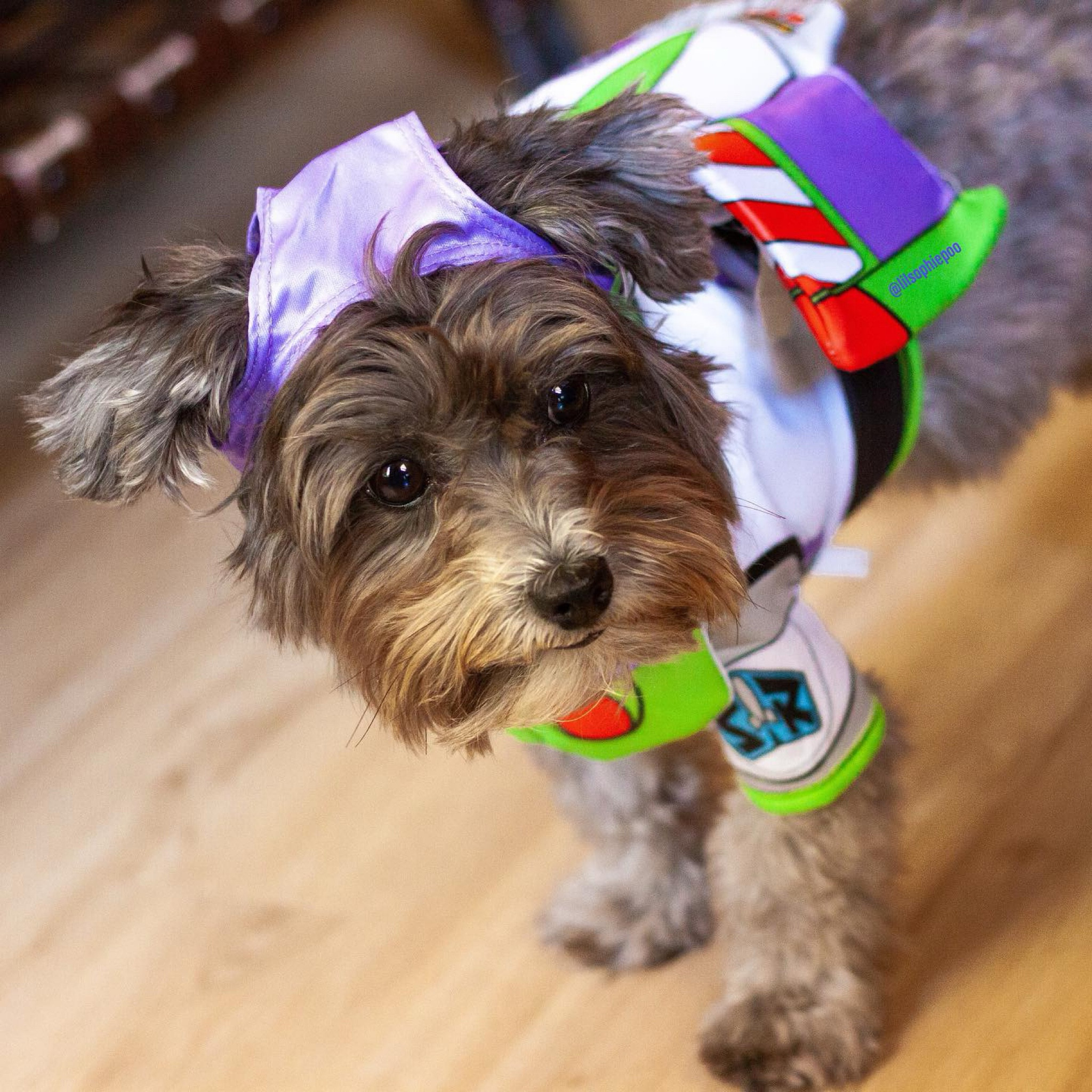 One of my first Halloween costumes & the first one Dog Mom bought for me - Buzz Lightyear! 

#LTKFamily #LTKSeasonal #LTKParties