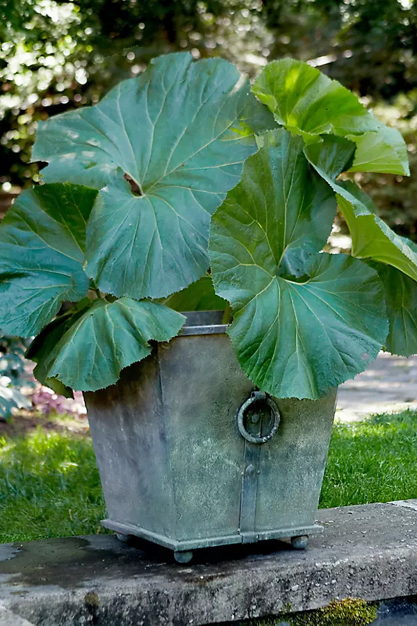 Ring Handle Iron Taper Planter, 20" | Terrain