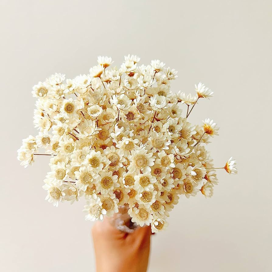 Natural - Dried - Flowers Brazilian Small Star Daisy Dried Decorative Mini Chamomile Bouquet for ... | Amazon (US)
