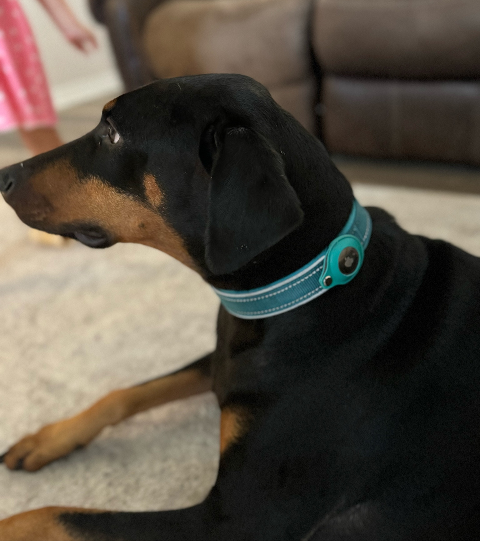 We almost lost our sweet girl a few weeks ago and it was devastating! We have had air tags for awhile, but decided to put them to better use after our girl went missing for over 12 hours in the cold rain 😭 

I noticed today Sam’s Club has their air tags in a FOUR pack for cheaper than I’ve ever seen ! Also, Amazon has them at the same price currently!! It’s a good time to jump on this! I think I’ll consider adding one to my daughter’s backpack, too! 

#LTKfamily #LTKSeasonal #LTKsalealert