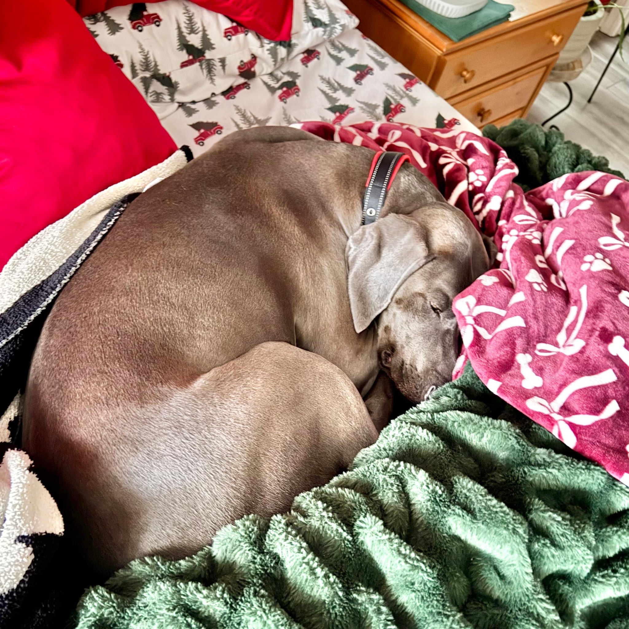 Sight hasn’t met a Lola blanket she doesn’t love! 

#LTKHome