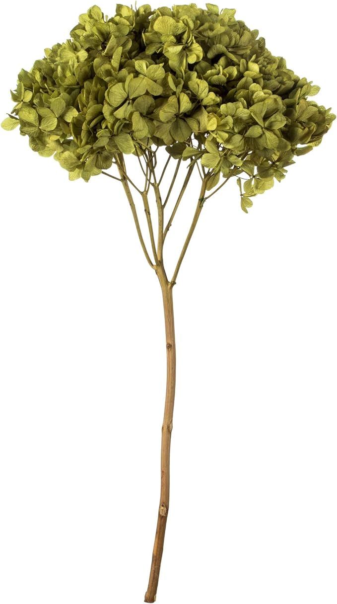 Vickerman 649091-15" Antique Moss Hydrangea Stem (H1HYD125) Dried and Preserved Foliage | Amazon (US)