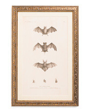 12x18 Scientific Bats Wall Art | Decor | Marshalls | Marshalls