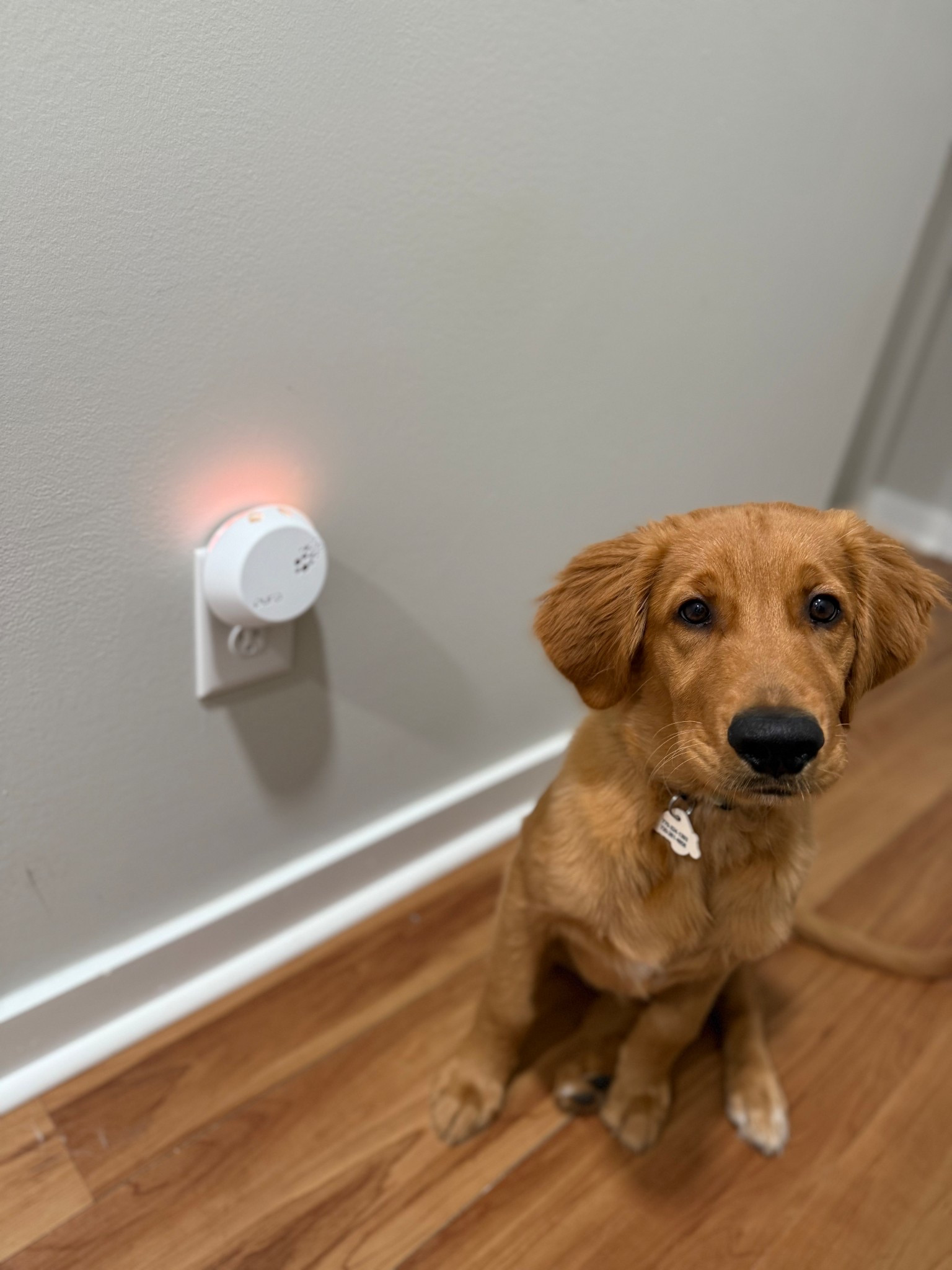 My secret to keeping my house, smelling fresh and clean even with two dogs!! Now up to 30% off!!!!

#LTKGiftGuide #LTKHoliday #LTKCyberWeek