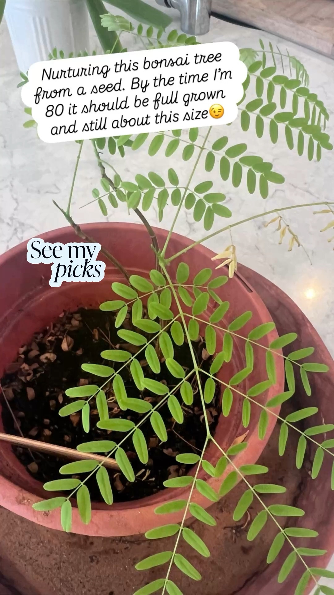 Nurturing this #bonsai tree 🌴 from a seed. By the time I’m 80 it should be full grown and still about this size😉
￼ I received as a gift and quite excited that I’ve brought it this far. You might want one for the mother in your life, since #Mother’sDay  💕 is right around the corner.

#LTKHome