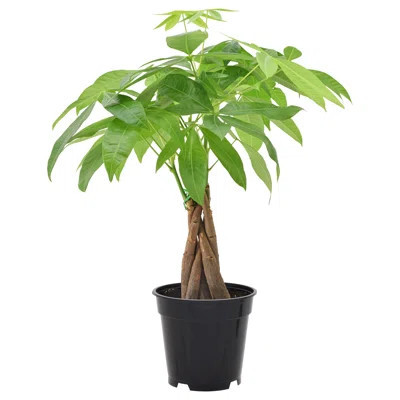 Live Money Tree in Pot | Wayfair North America
