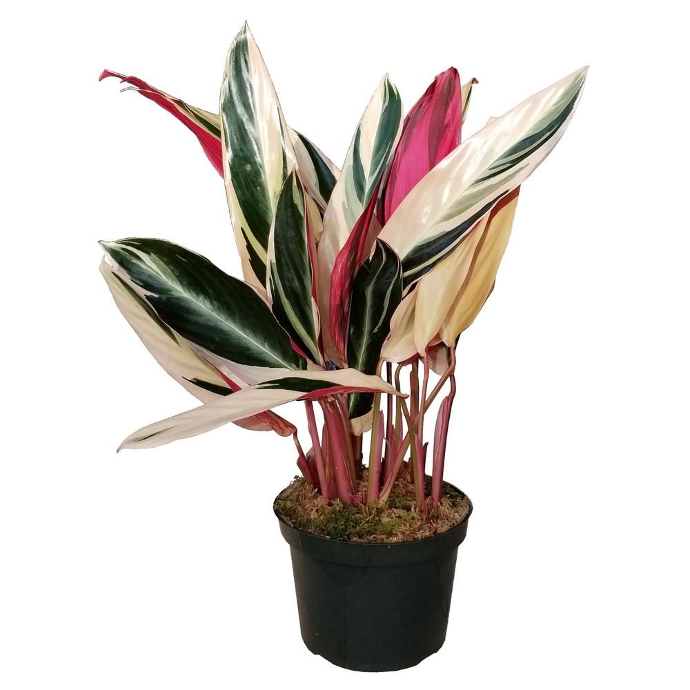 Triostar Stromanthe Plant in 6 in. Grower Pot-TriStr006 - The Home Depot | The Home Depot