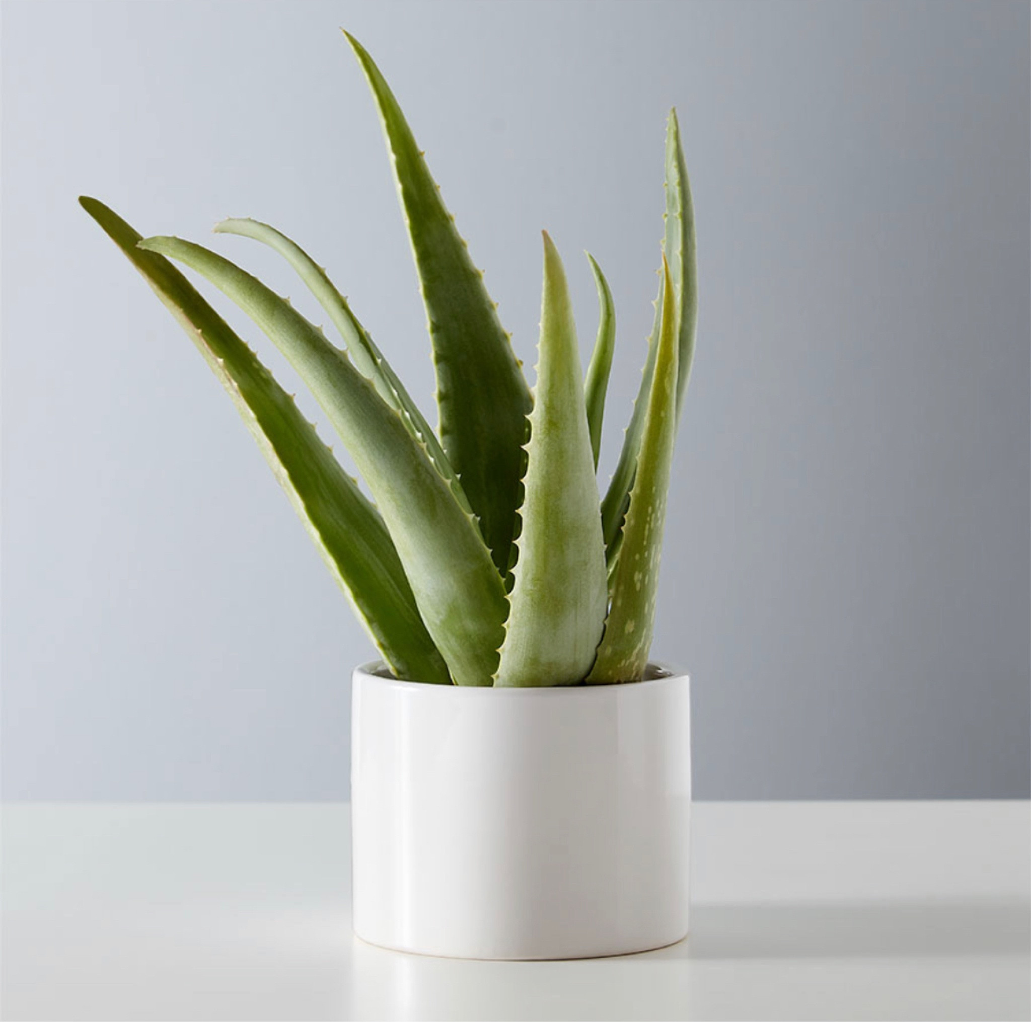 The all-around healer plant, Aloe Vera is not only a go-to for soothing cuts and burns (thanks to the gel inside its gray-green leaves), but it’s also a lovely and calming addition to any room. Arrives in a sleek ceramic container for versatile style.

