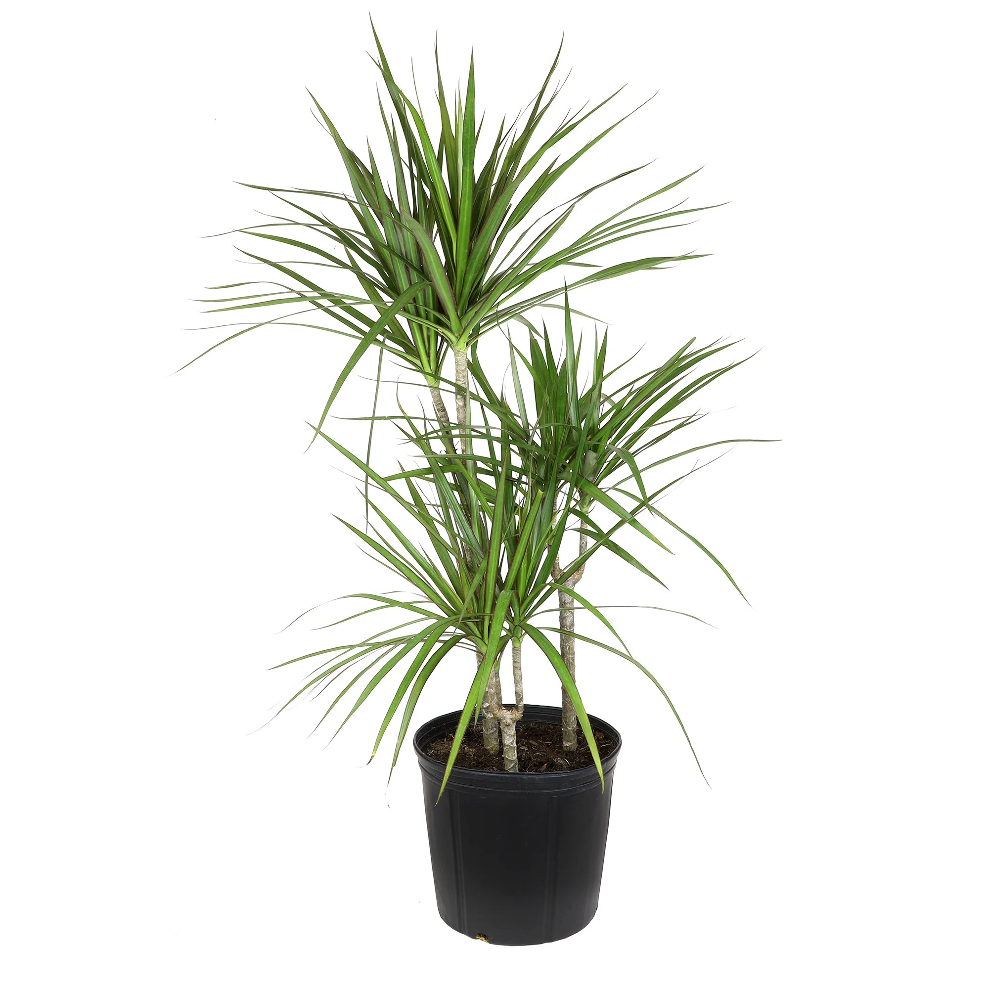 Element Dracaena Marginata, Dragon Tree, 10 in. Pot, Easy Live Plant, Full to Part Sun | Walmart (US)