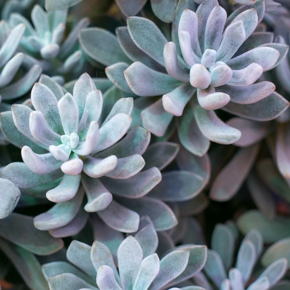 National Plant Network 4 in. Echeveria 'Frosty' Succulent Plant in Grower Pot (3-Piece) | The Home Depot