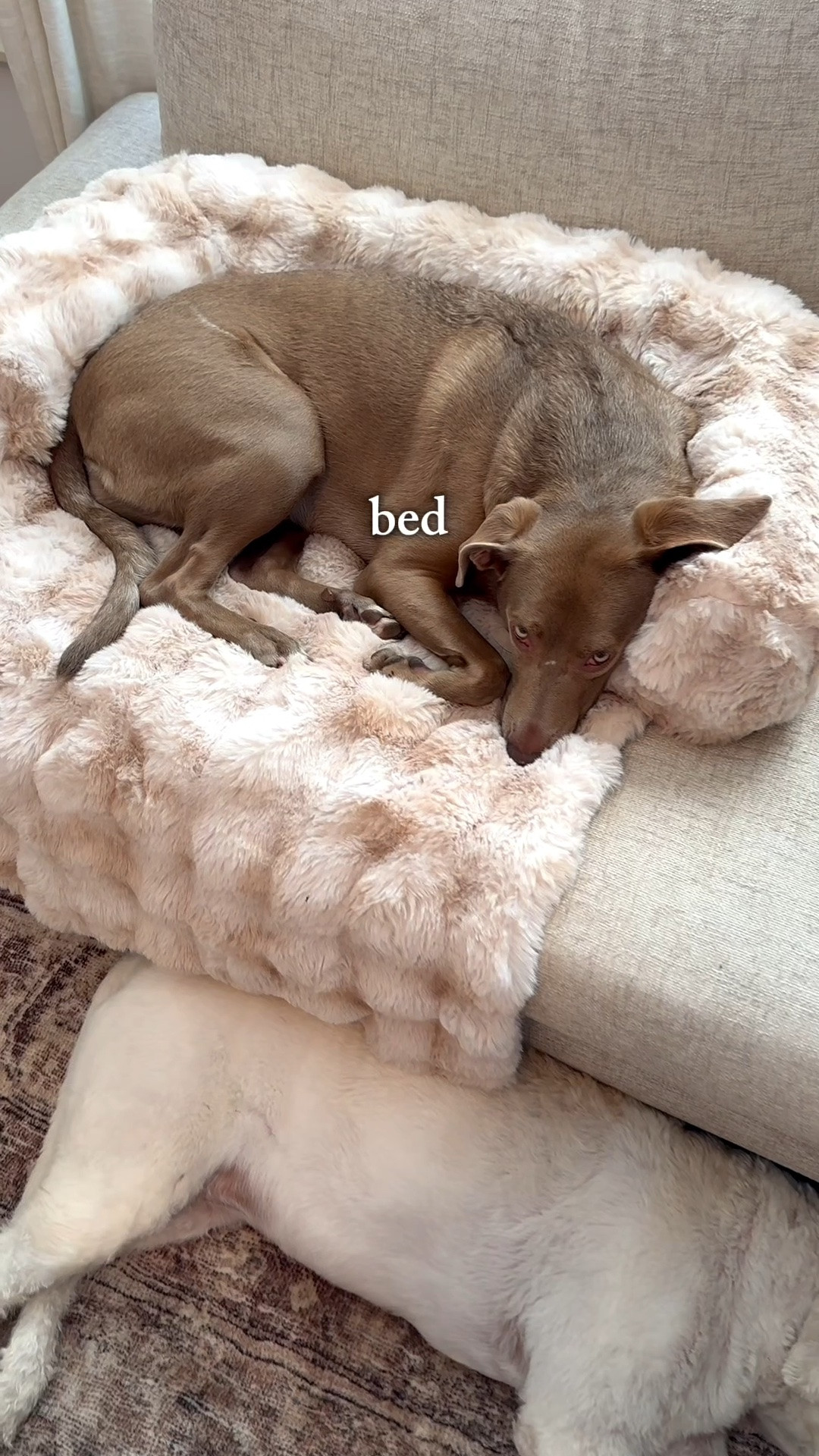 Best dog bed for the couch that stays put! Super soft and like the Lola blankets 

Dog mom essentials

#LTKdayinmylife #LTKmomlife #LTKmorningroutine