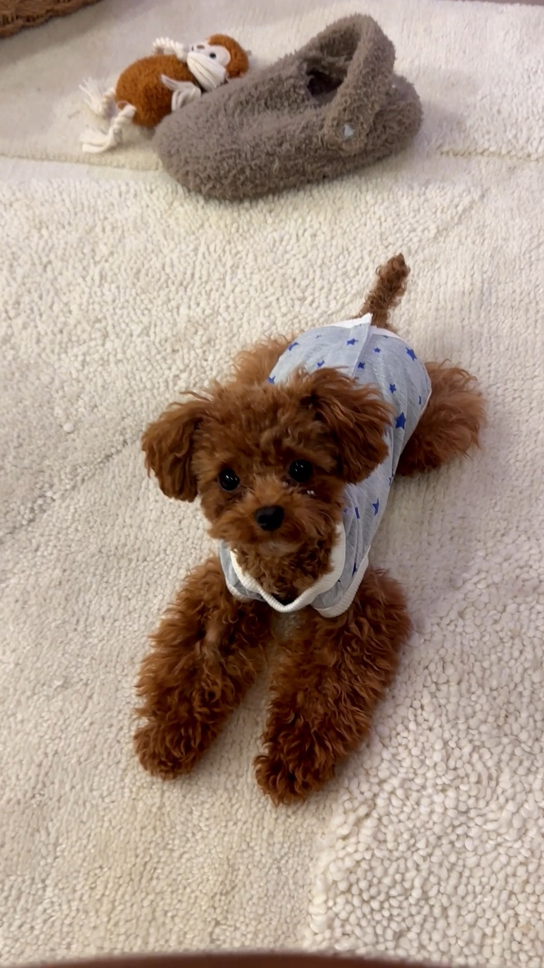 Come free surgery suit for dogs 🐻☁️⭐️🌙

#LTKBaby #LTKPetite #LTKmomlife