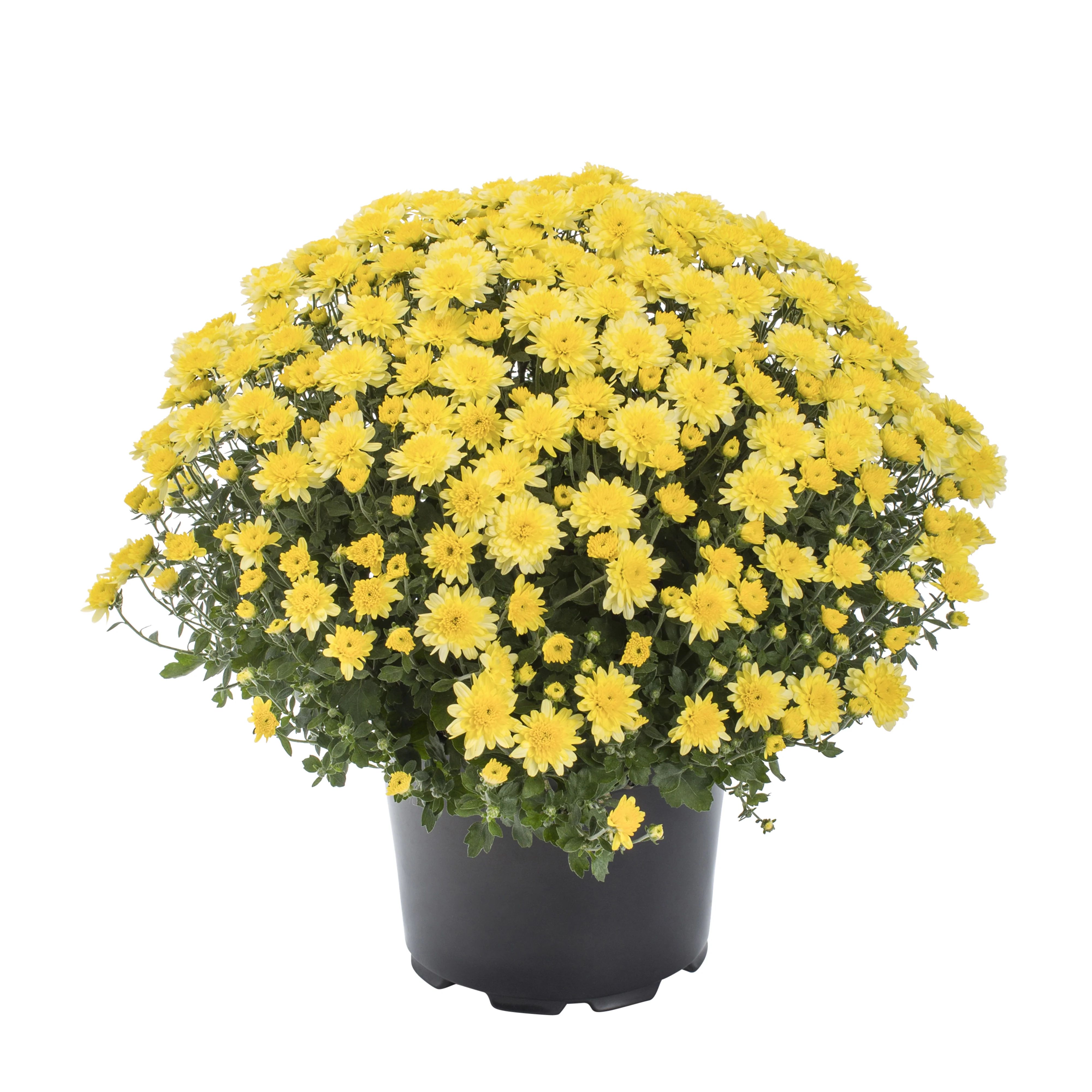 Expert Gardener 3.0QT Yellow Mum Live Plant in Grower Pot | Walmart (US)