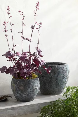 Barnacle Juliet Planter | Terrain