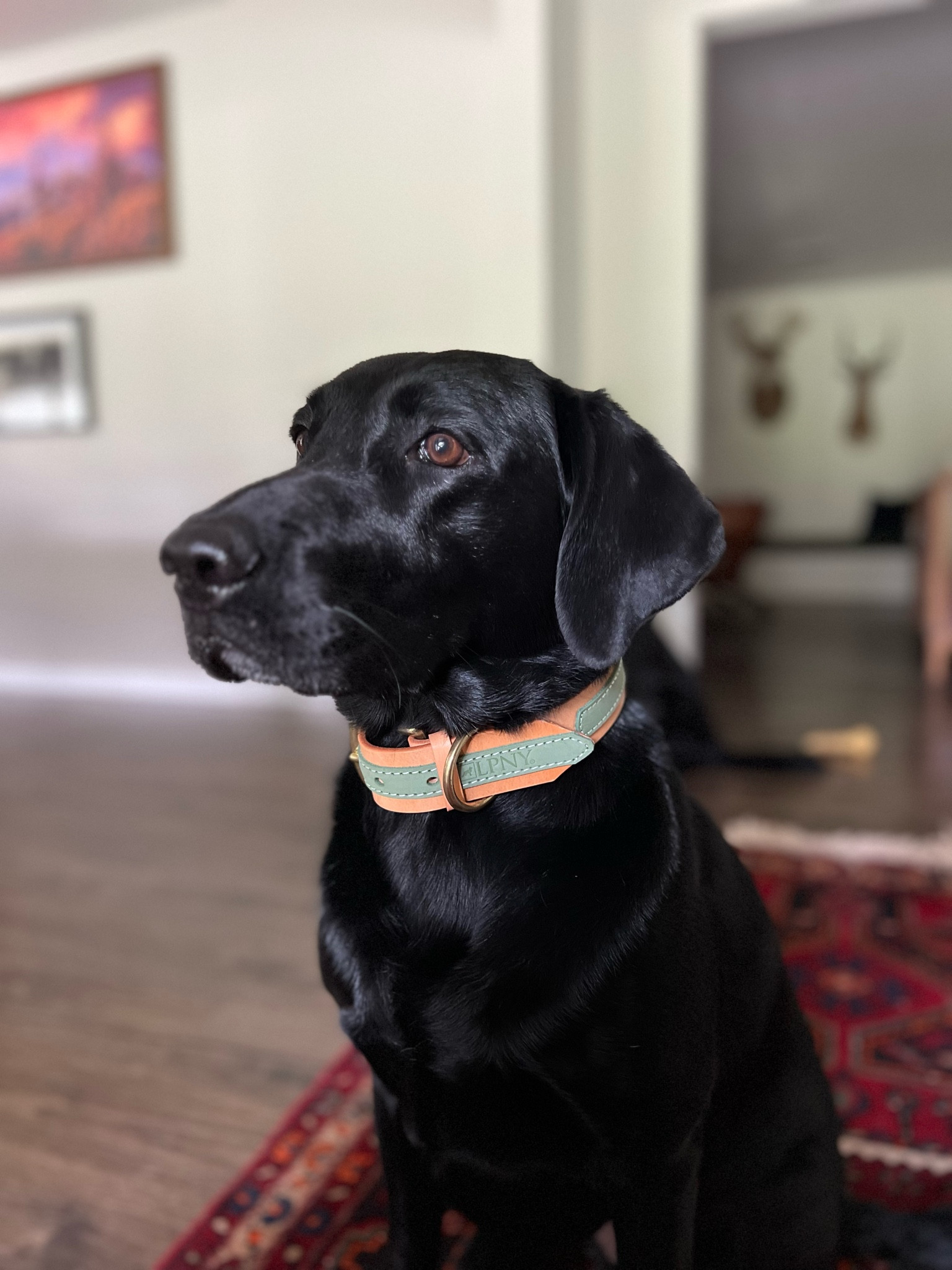 Aster’s ootd 💚🐾