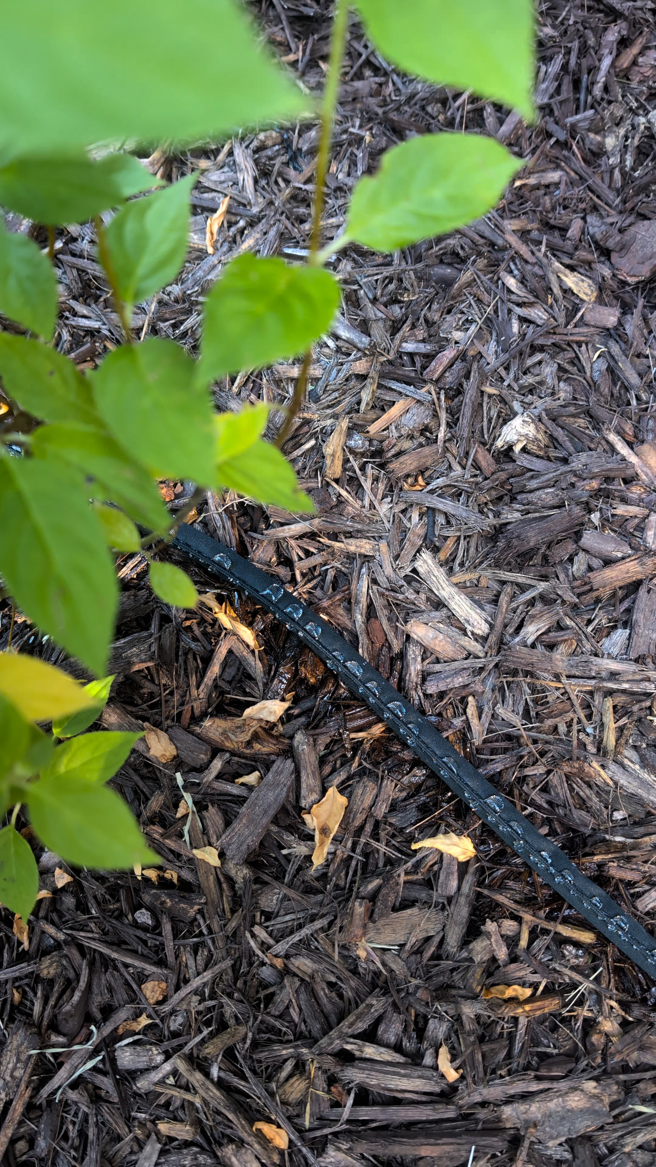 Budget friendly soaker hoses - yes please! We recently planted limelight hydrangeas all down the front of our farmhouse, and this is going to make watering them so much easier. It used to take me 30 minutes, now it takes me 15 seconds to cut the hose on and let this soaker hose give our flowers a deep drink of water. Game changer!!!

#LTKSeasonal #LTKHome