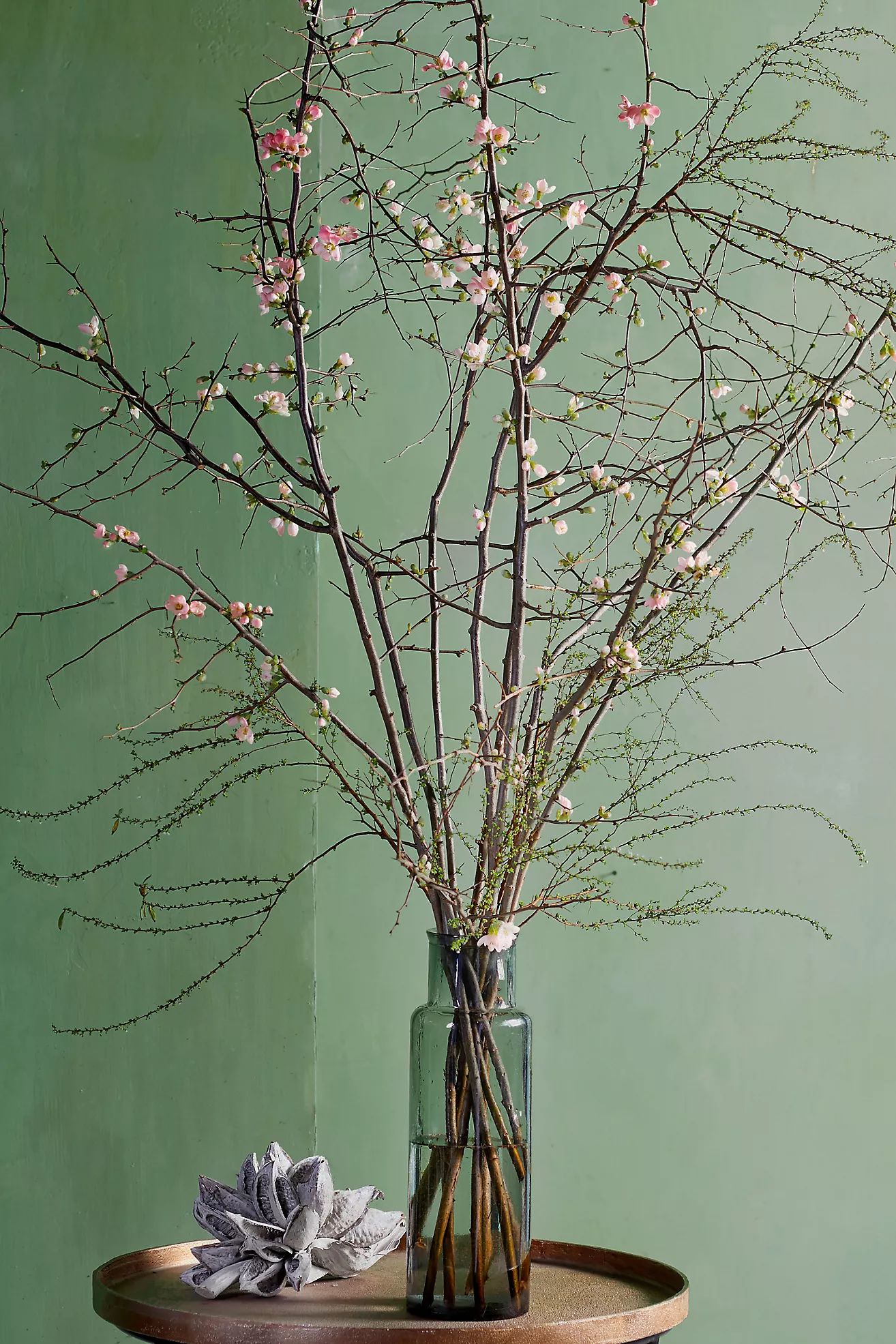 Quince Branches | Anthropologie (US)