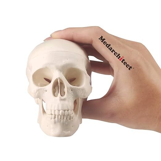 Mini Skull Model Small Size Human Anatomy Skull Model with Moving Jaw and Articulated Mandible fo... | Amazon (US)