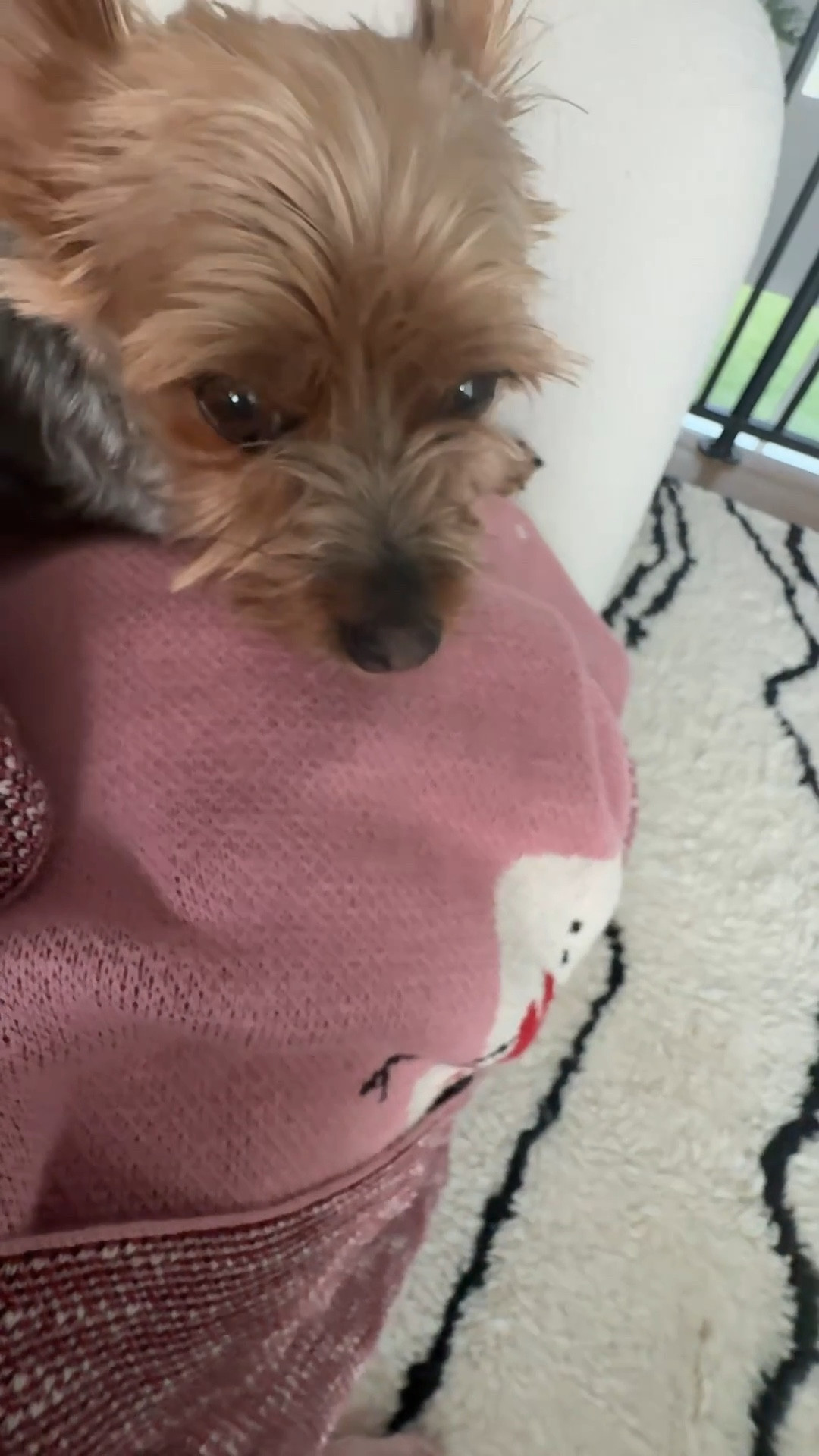 My dog loves our comfy chair from Walmart 

#LTKHome