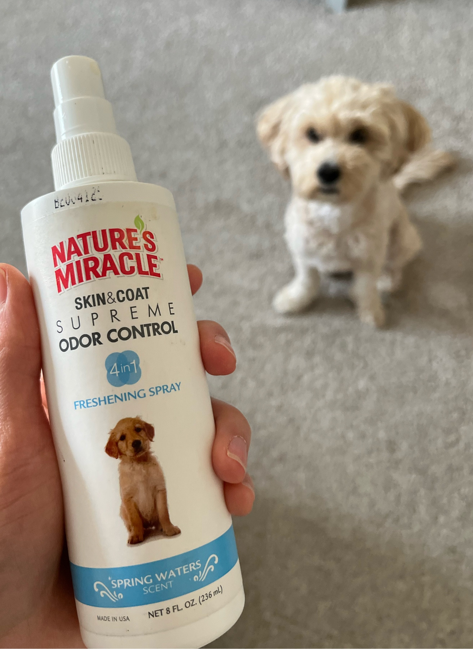 #ltkdog #dogodor #dogspray #doggrooming #grooming #odorcontrol #hygiene 

#LTKfamily