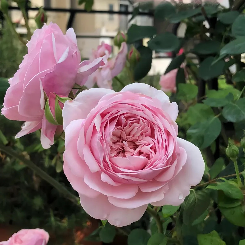 St. Ethelburga 圣埃泽布加 Own root | Etsy (US)