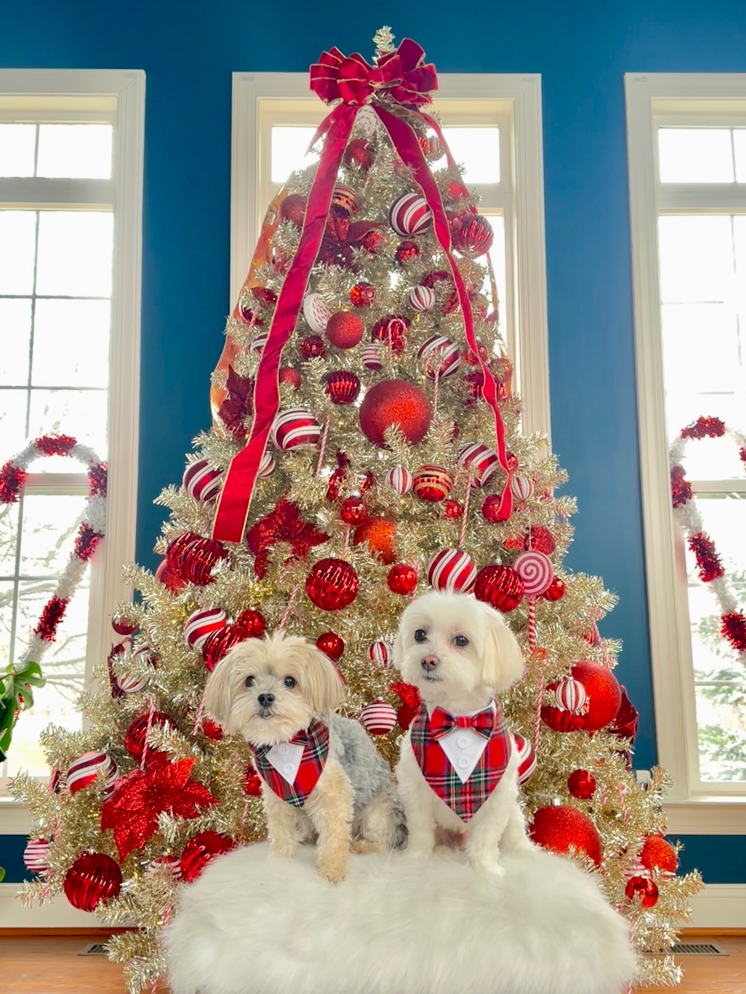 the cutest Christmas bandanas! ❤️
my morkie took an XS and Maltese a S

#LTKSeasonal #LTKHoliday